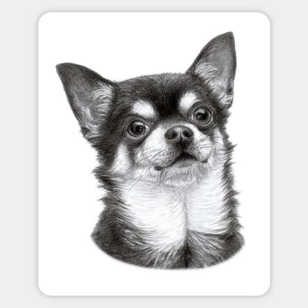 Chihuahua drawing Sticker by animalpaintings